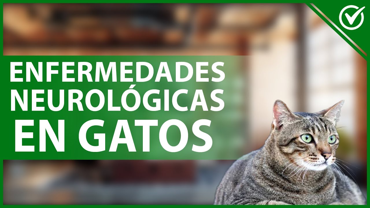 como saber si mi gato tiene daño neurologico