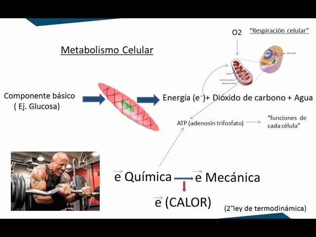 como se produce la temperatura corporal