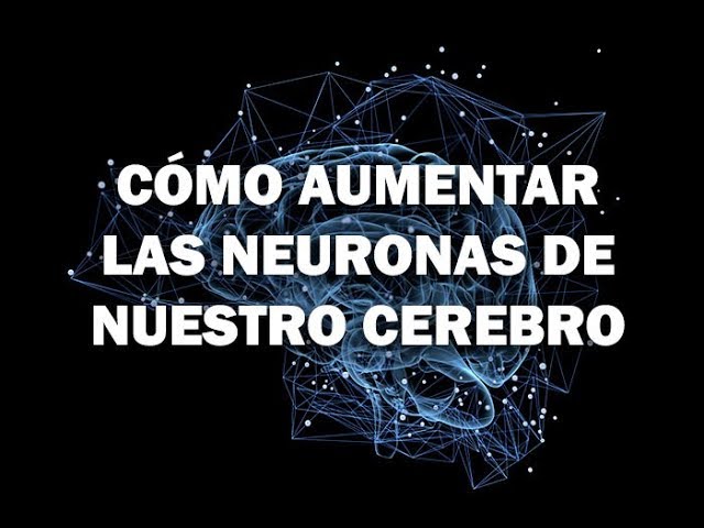 como se reproducen las neuronas del cerebro