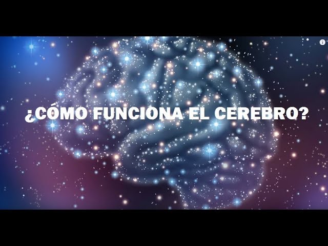 cual es la importancia del cerebro