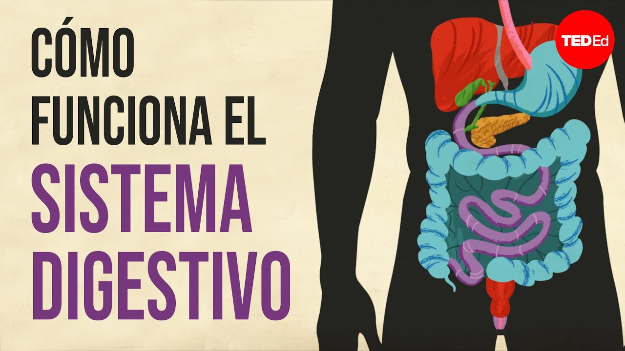 cuales son las estructuras del sistema digestivo