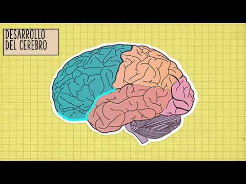 desarrollo motor del niño de 6 a 12 años