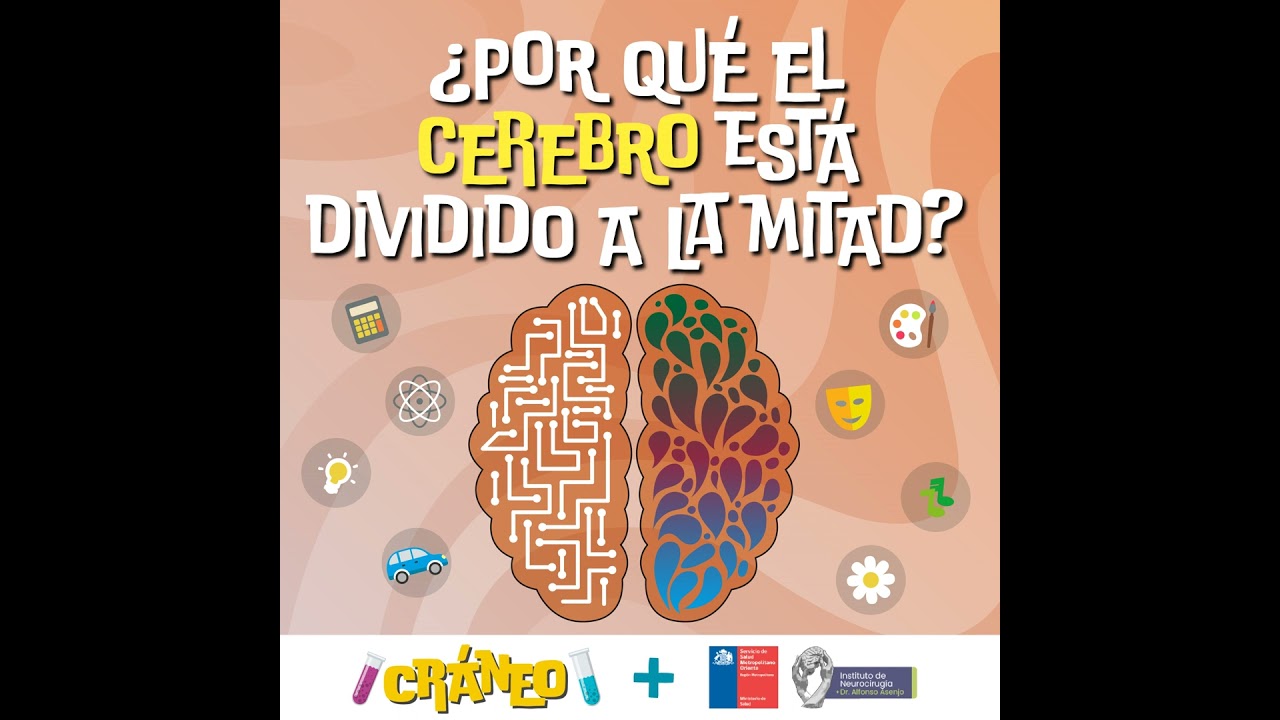 el cerebro está dividido en dos mitades o