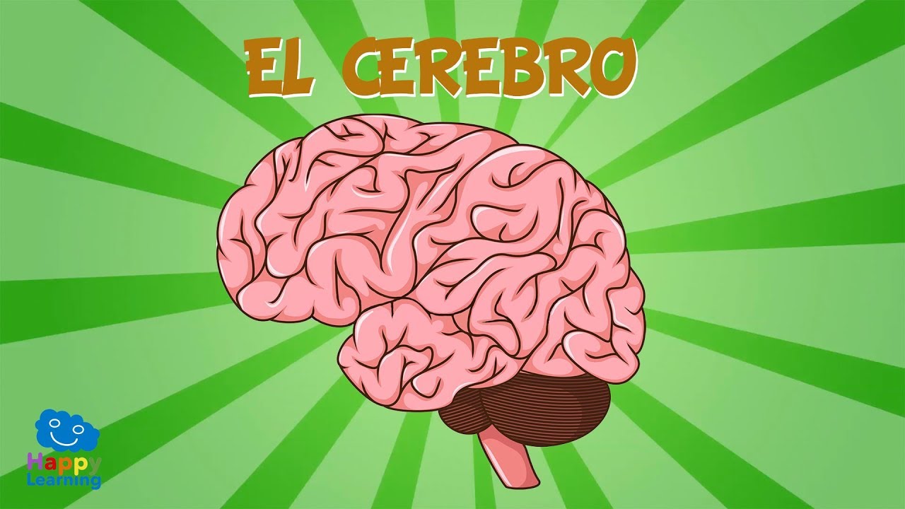 el cerebro explicado para niños de infantil