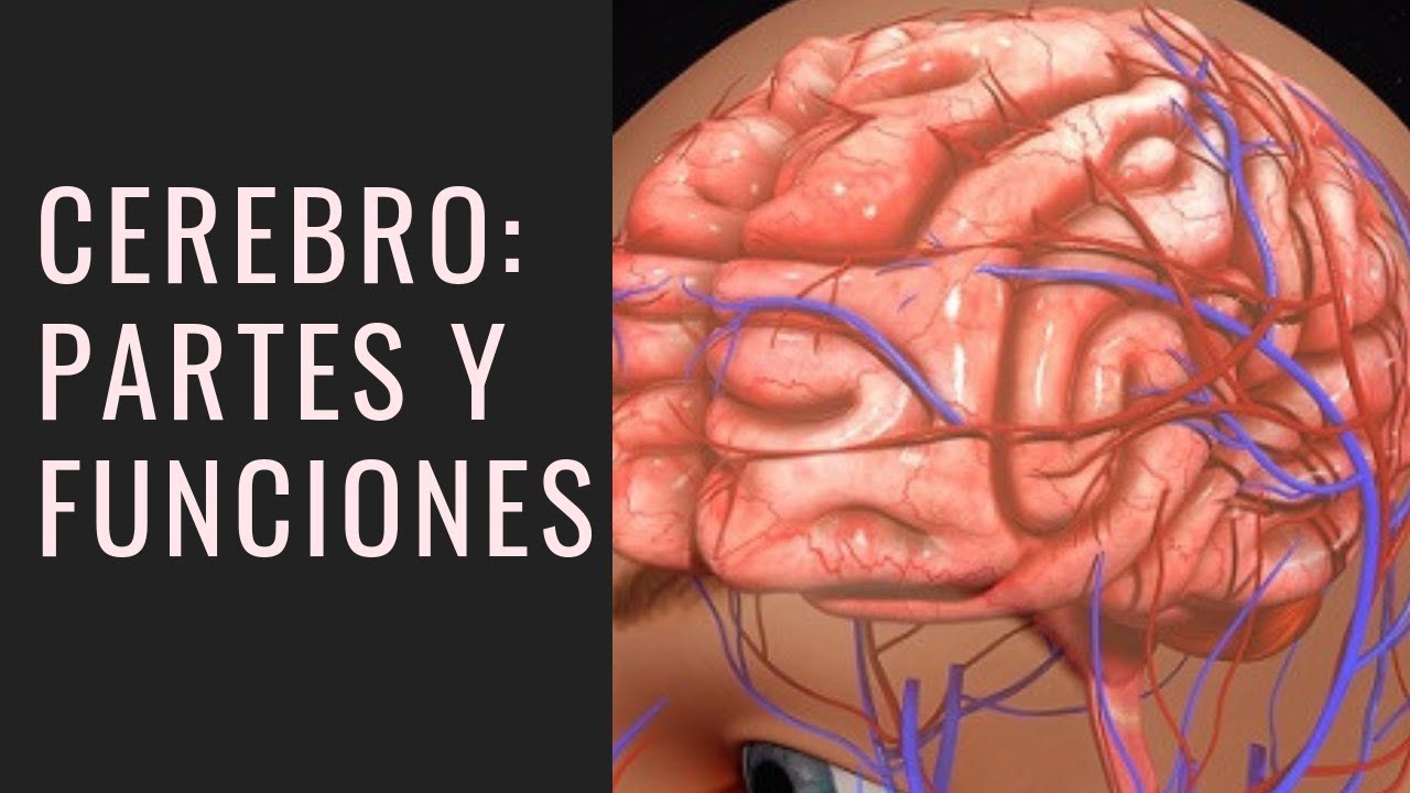 el cerebro humano y sus partes