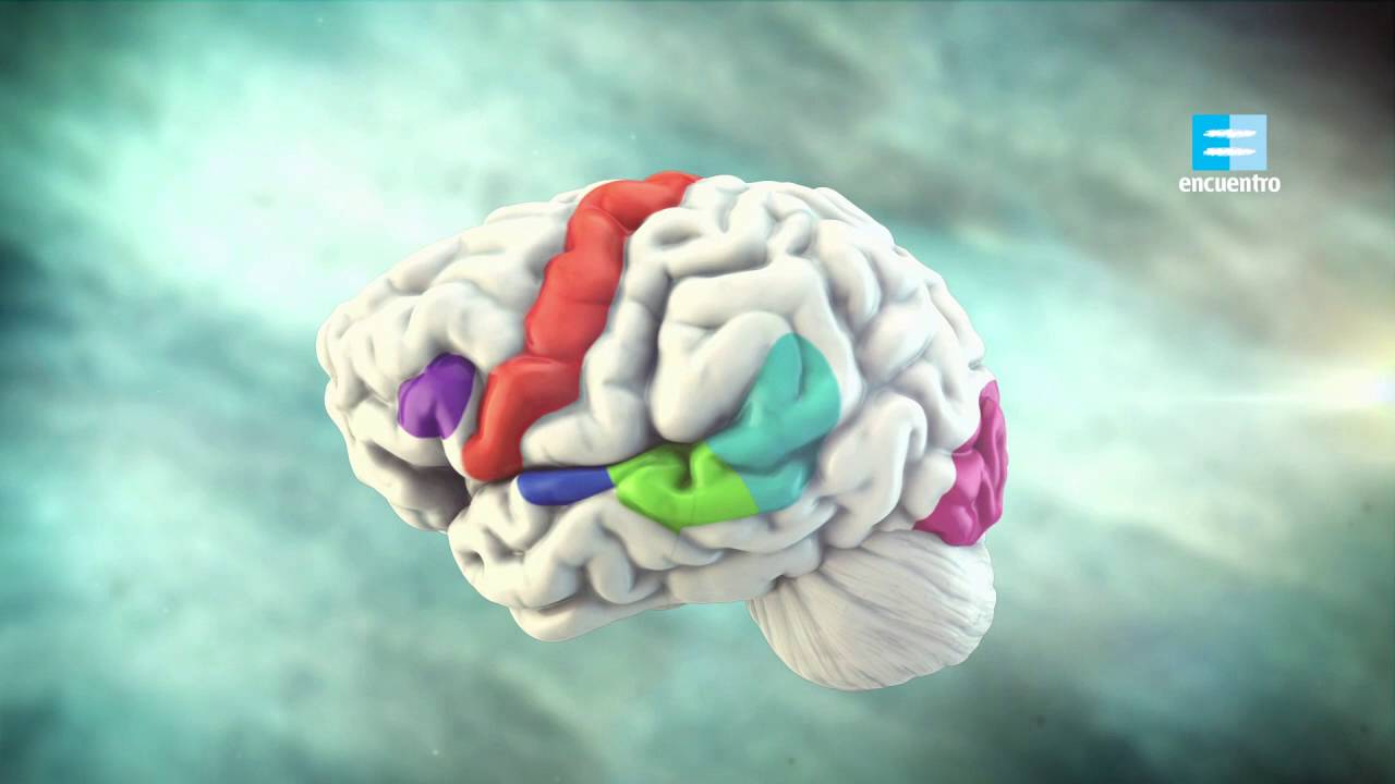en que parte del cerebro se encuentra el lenguaje