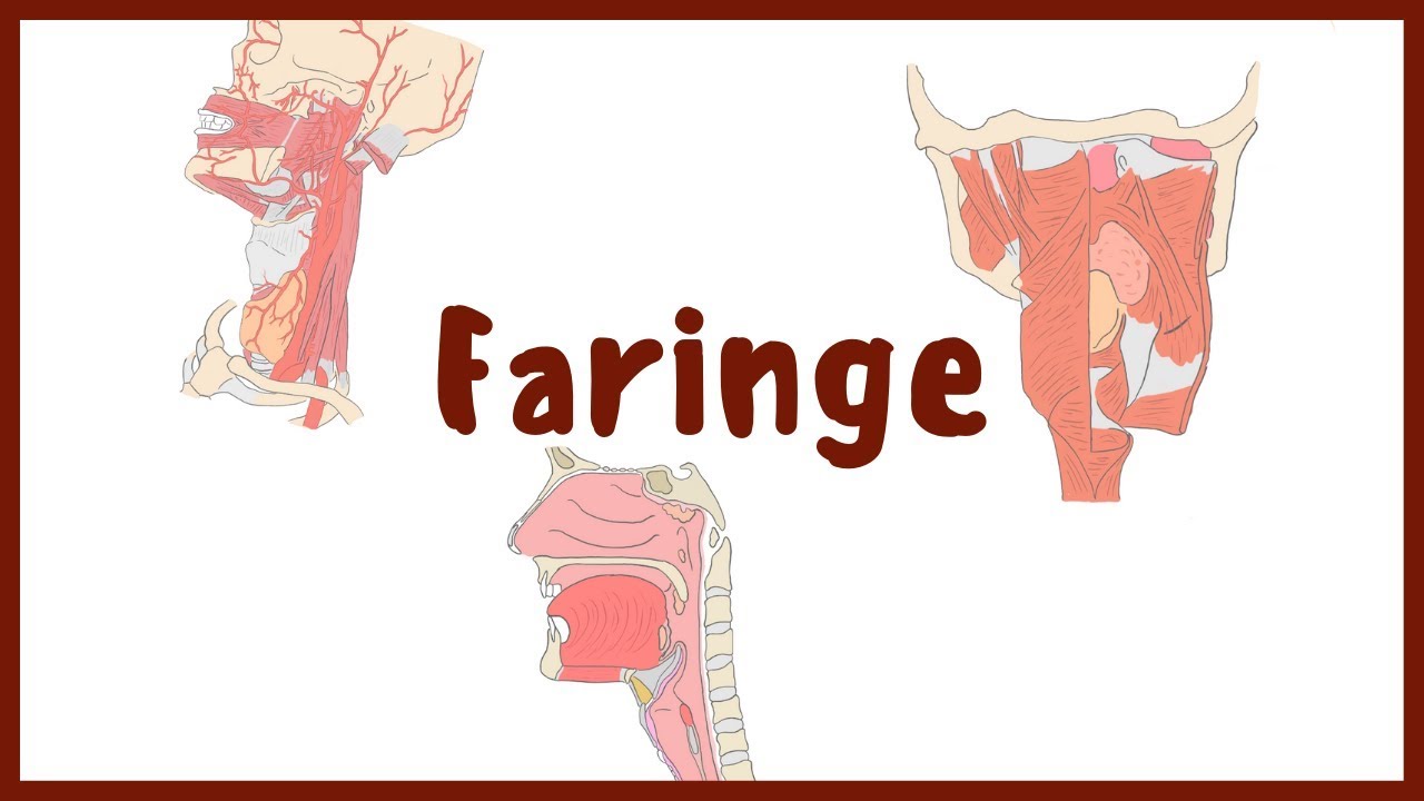 funciones de la faringe en el sistema digestivo