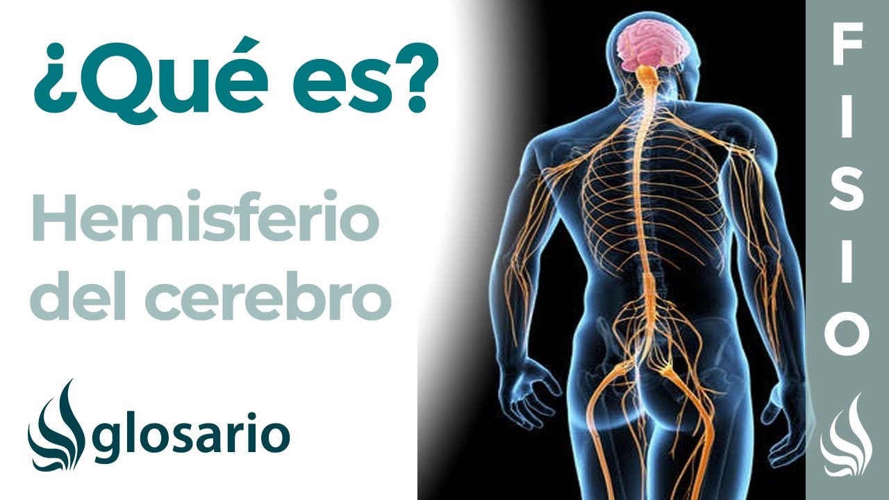funciones del hemisferio derecho del cerebro