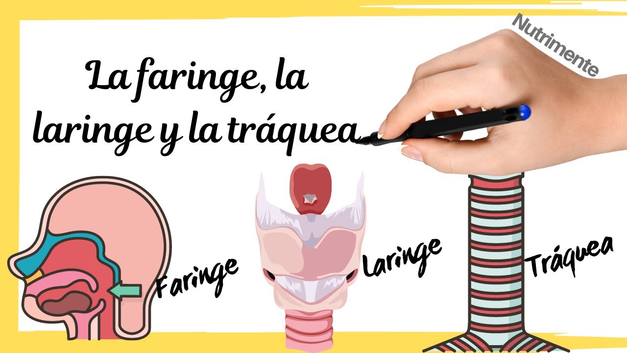la laringe y la faringe