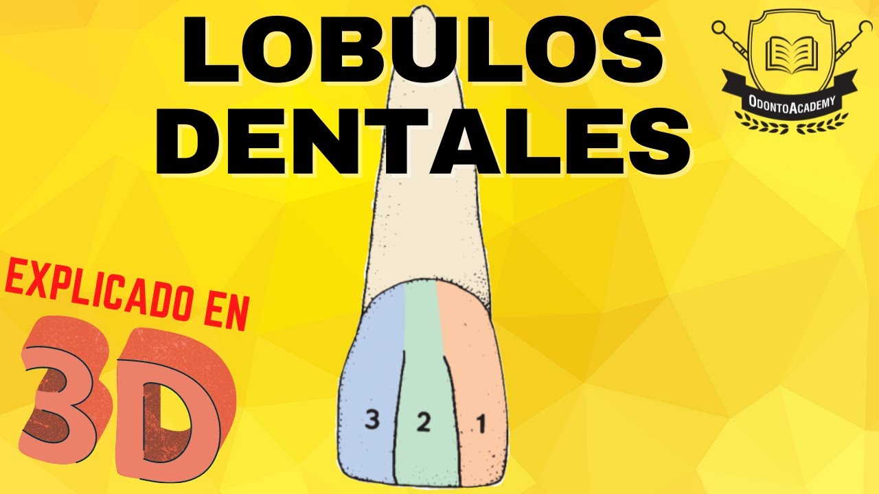 lobulos de desarrollo de los dientes