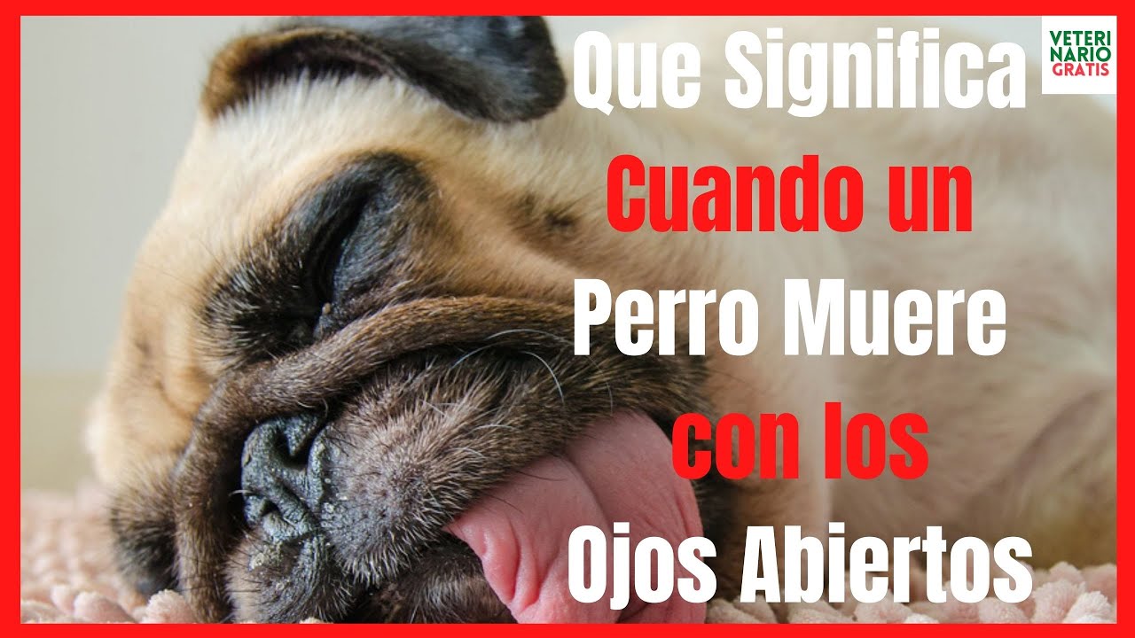 los perros mueren con los ojos abiertos