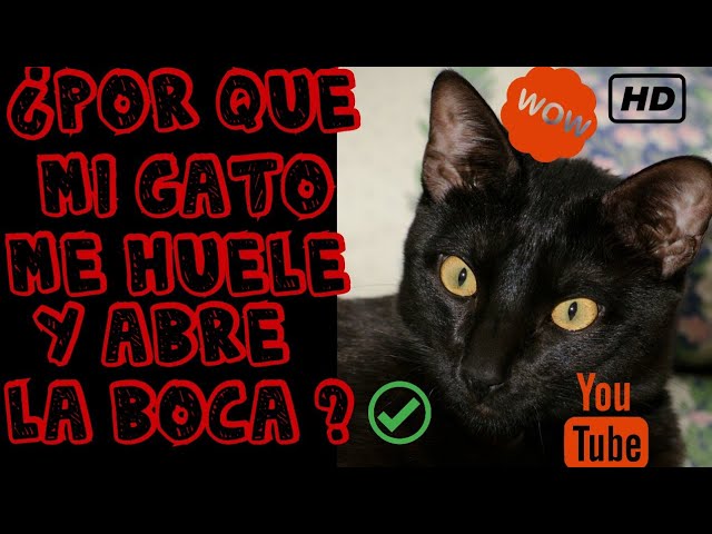 mi gato me huele y abre la boca