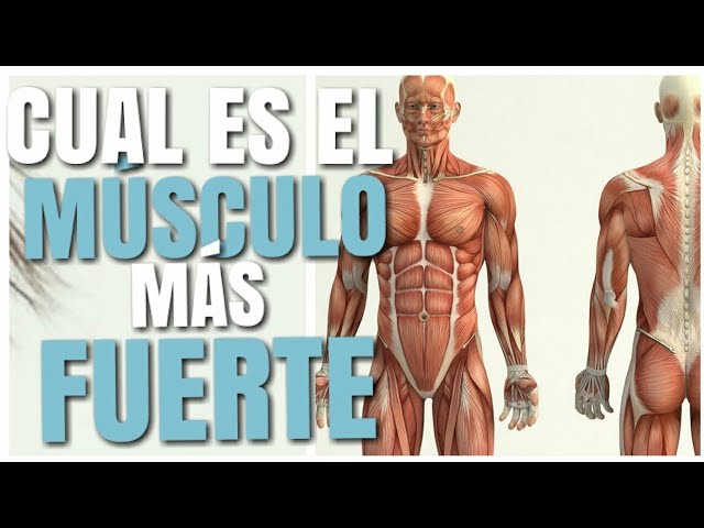 musculo mas grande del cuerpo