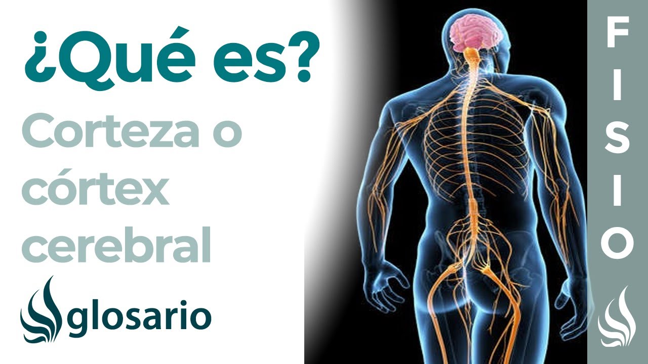 para que sirve la corteza cerebral
