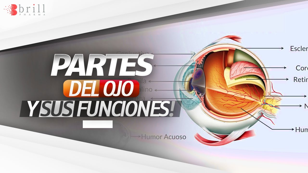 partes de los ojos para niños