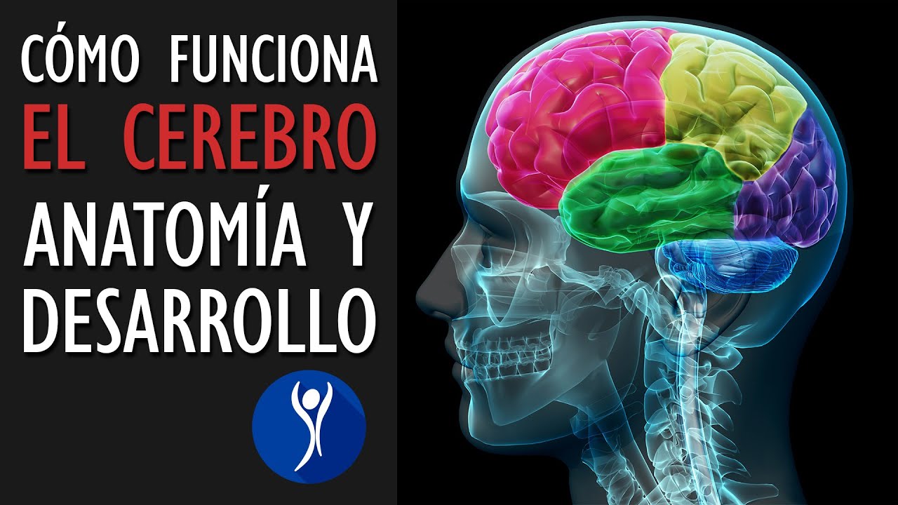 que parte del cerebro controla el pensamiento