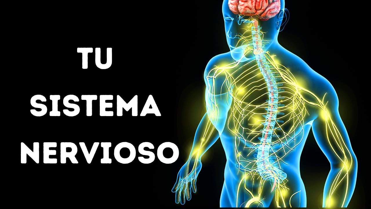 sistema nervioso en la vida cotidiana