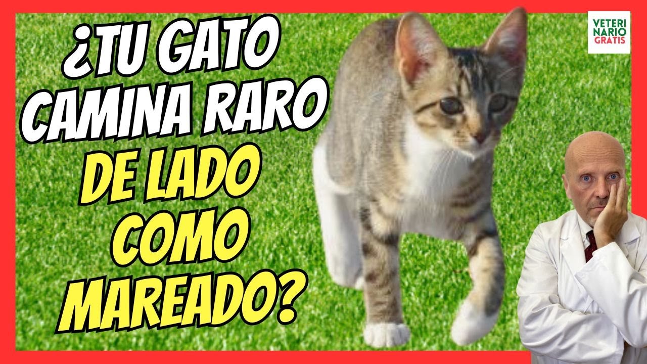 tratamiento casero para la ataxia en gatos