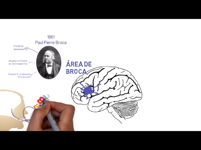 zona de wernicke y broca