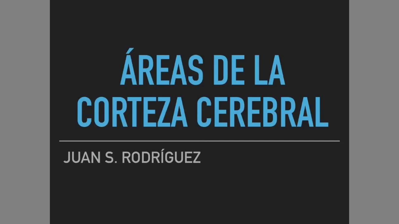 areas funcionales de la corteza cerebral