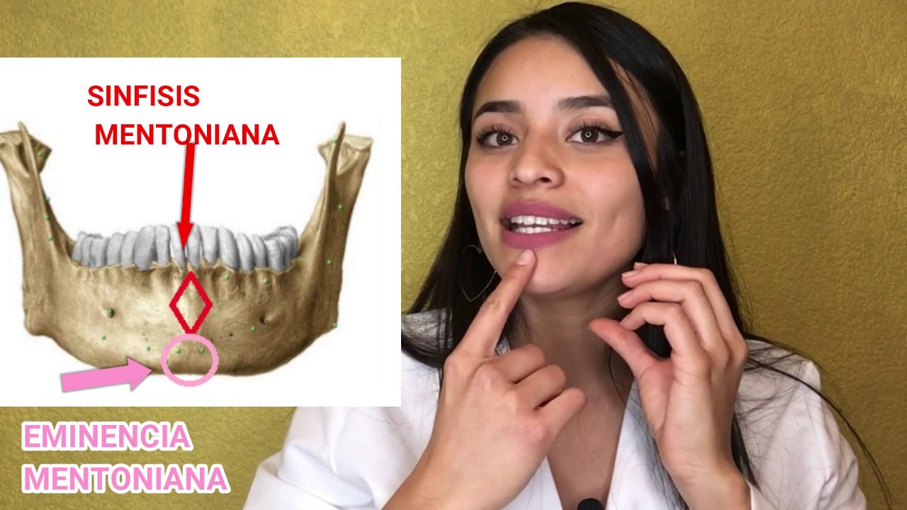 cual es la funcion de la mandibula