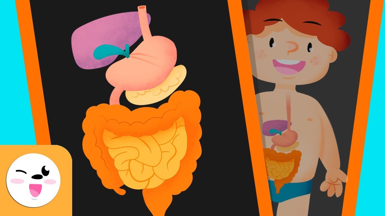explicacion para niños del sistema digestivo