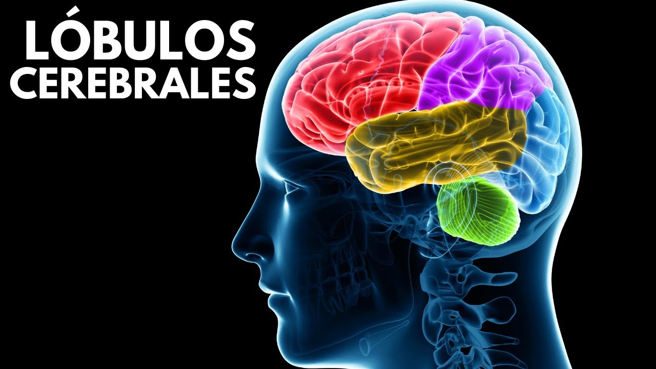 lobulo frontal parietal occipital y temporal