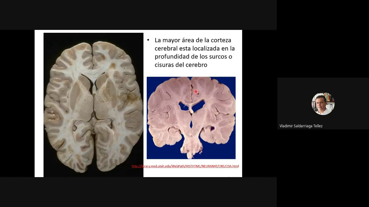 organizacion funcional de la corteza cerebral