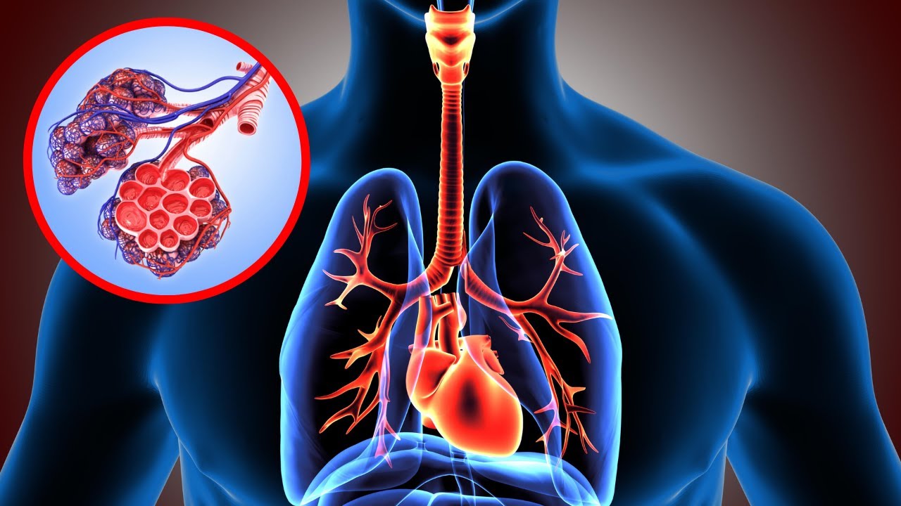 organos que conforman el sistema respiratorio