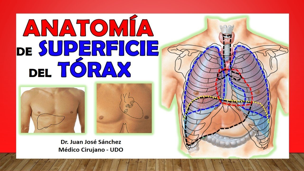 organos que estan en el torax