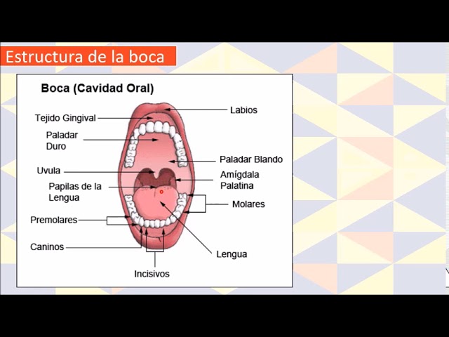 para que sirve la boca en el sistema digestivo