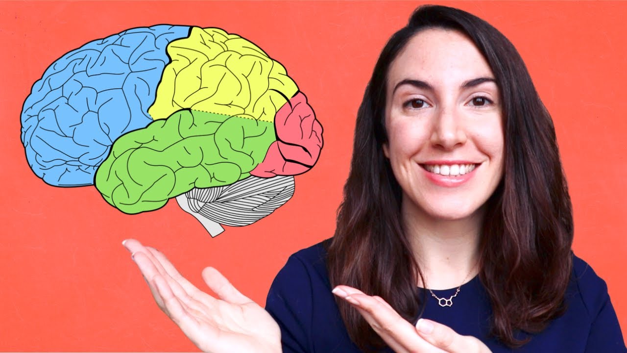 partes del cerebro relacionadas con la memoria