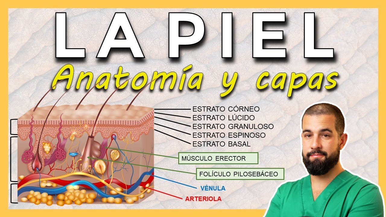 porque la piel es un organo termorregulador