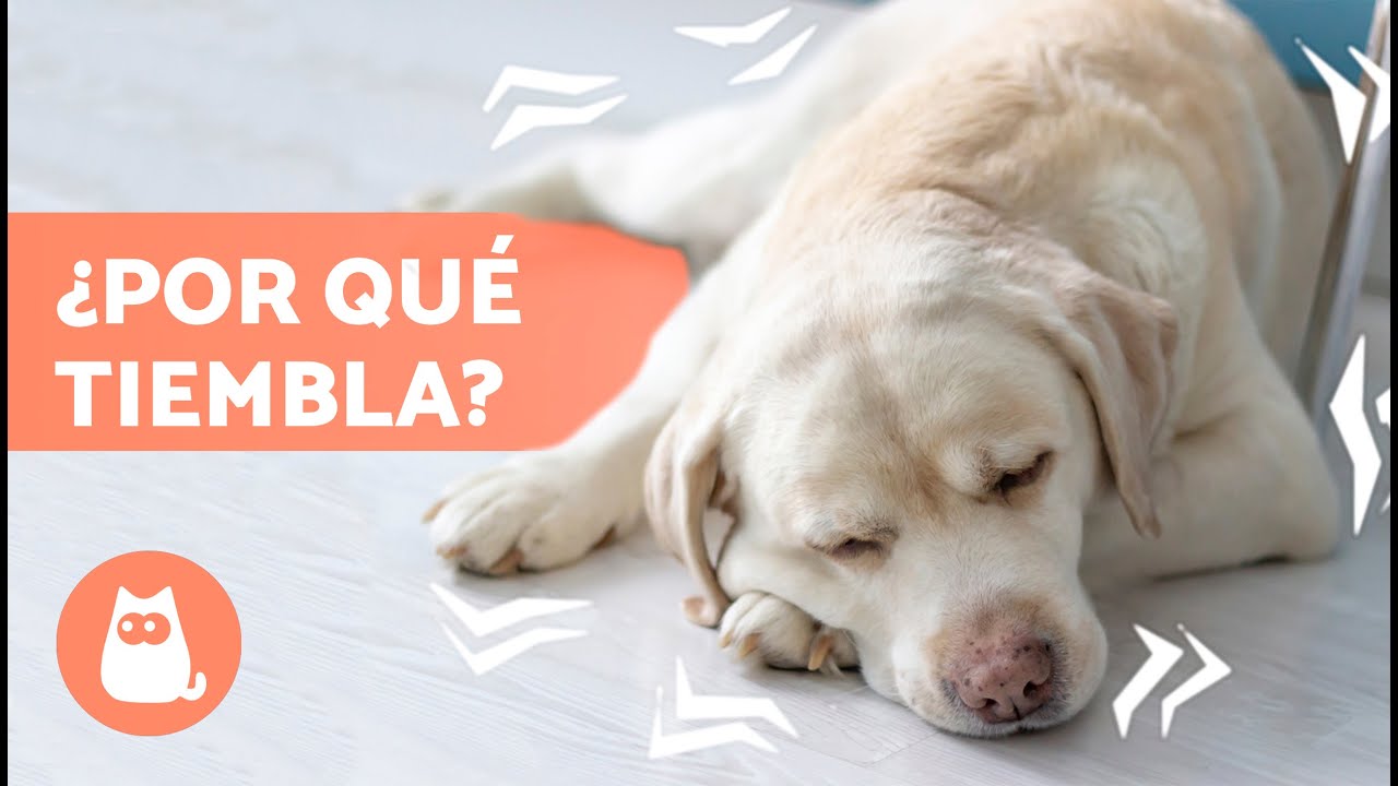 porque mi perro tiembla despues de bañarlo