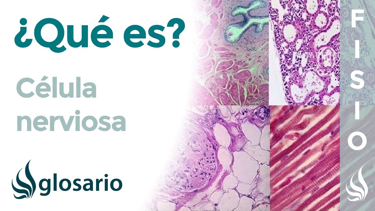 tiempo de vida de la neurona