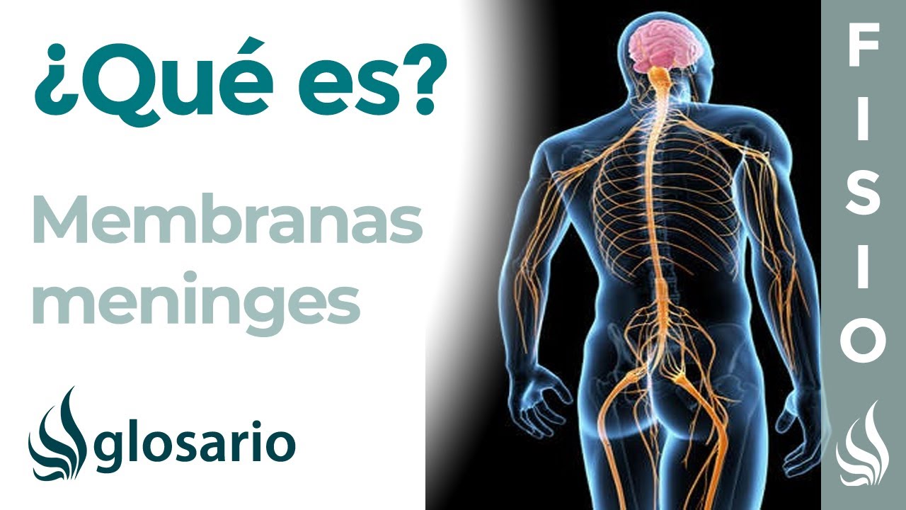 ubicacion de las meninges en el cerebro