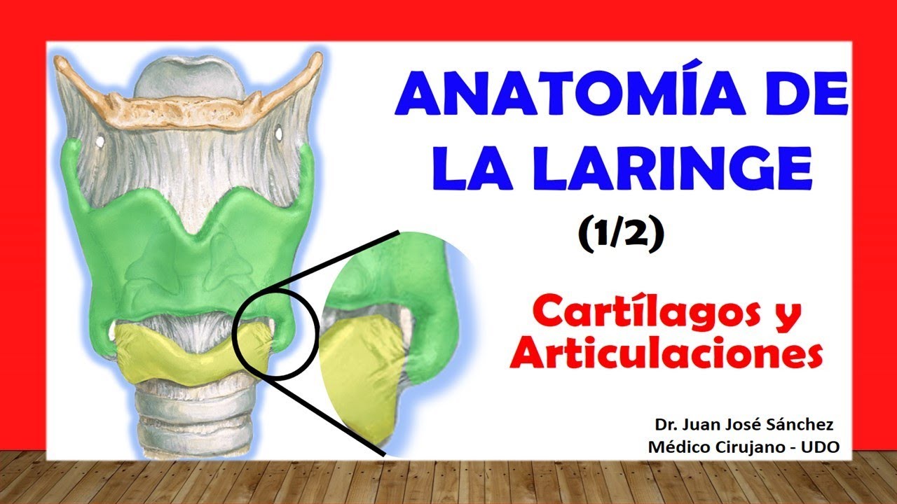 abertura superior de la laringe