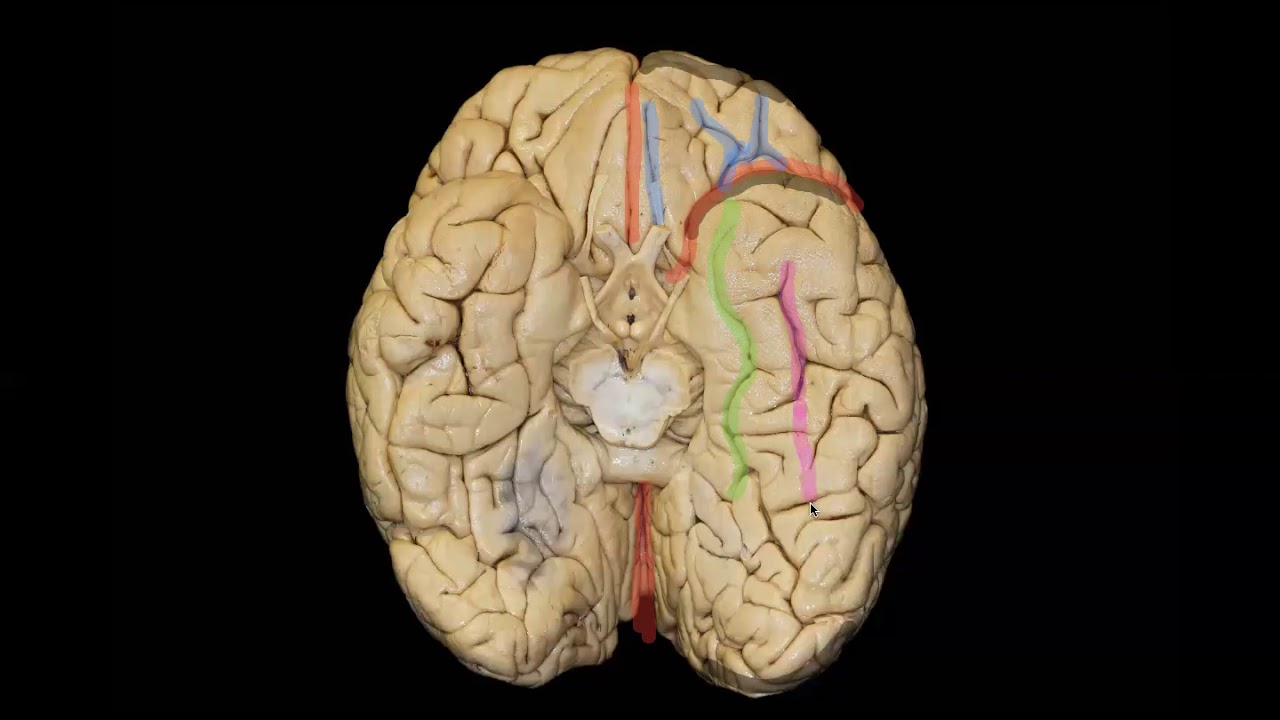 cara inferior del cerebro y sus partes