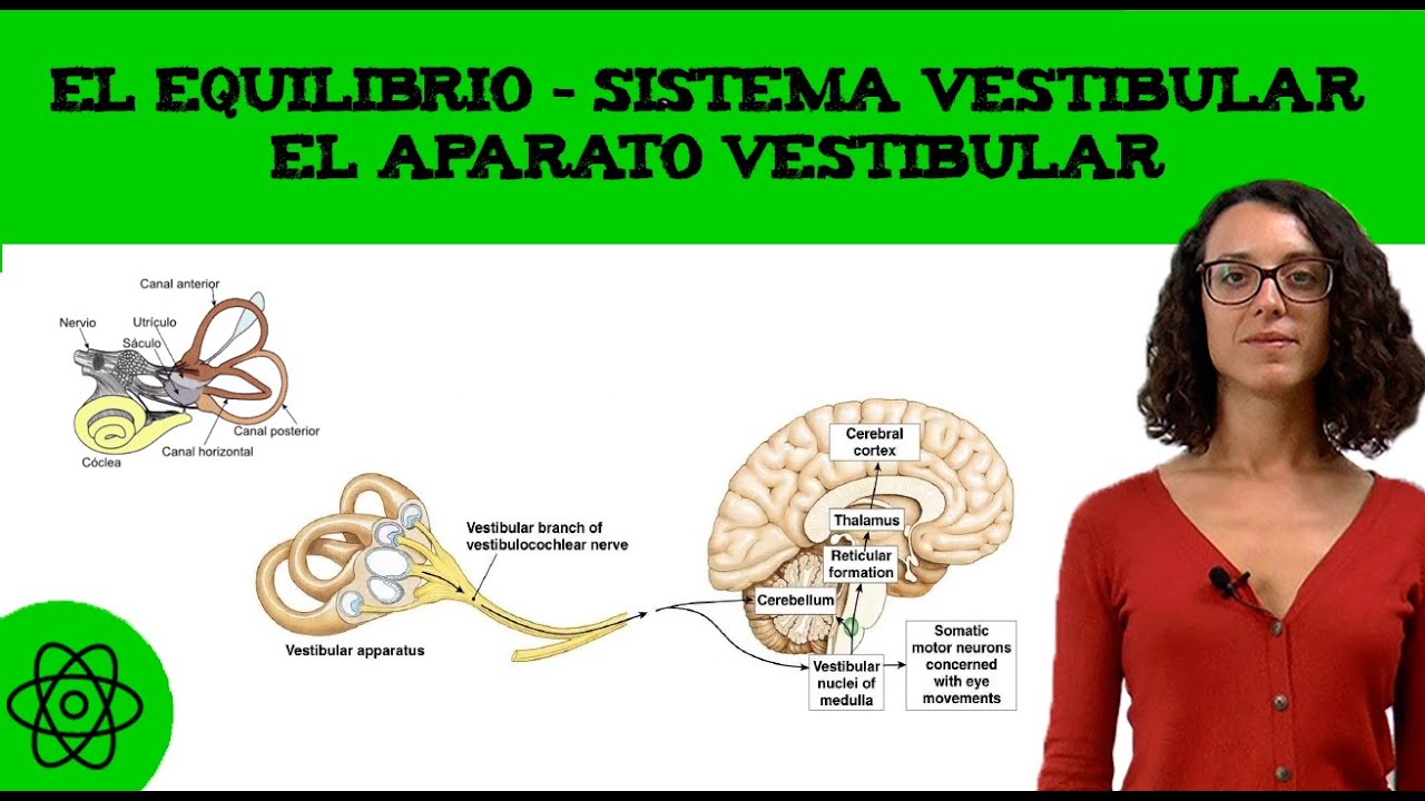 centro del equilibrio en el cerebro