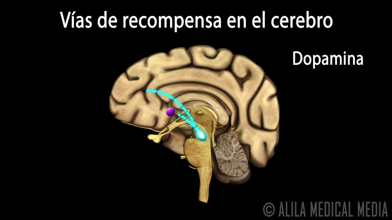 como actua la cocaina en el cerebro