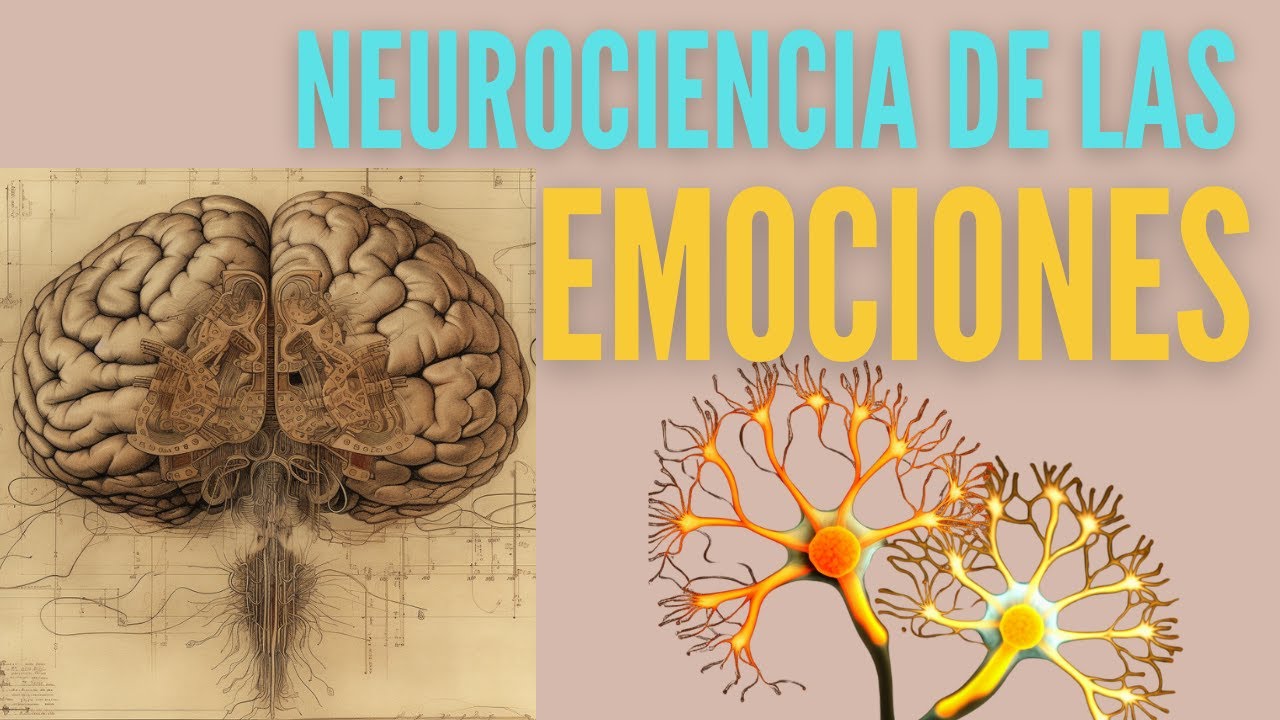 como funciona el cerebro y las emociones