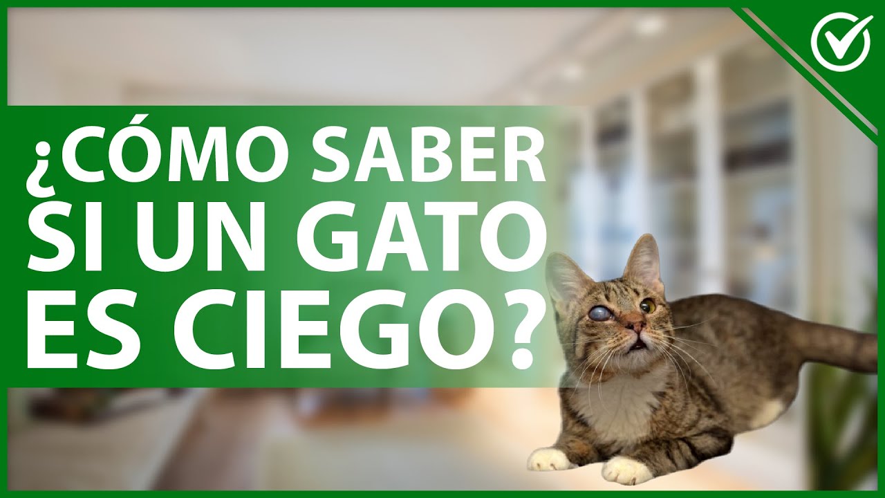 como saber si un gato es ciego
