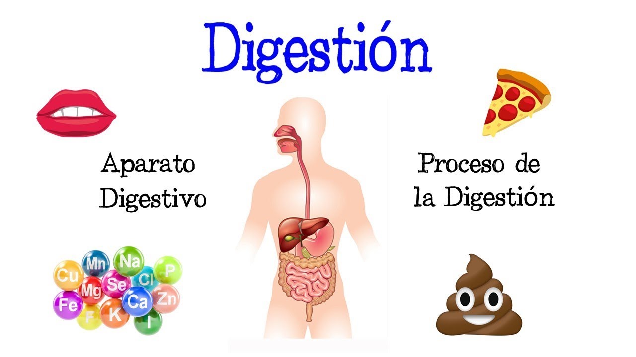 cual es el primer paso de la digestion