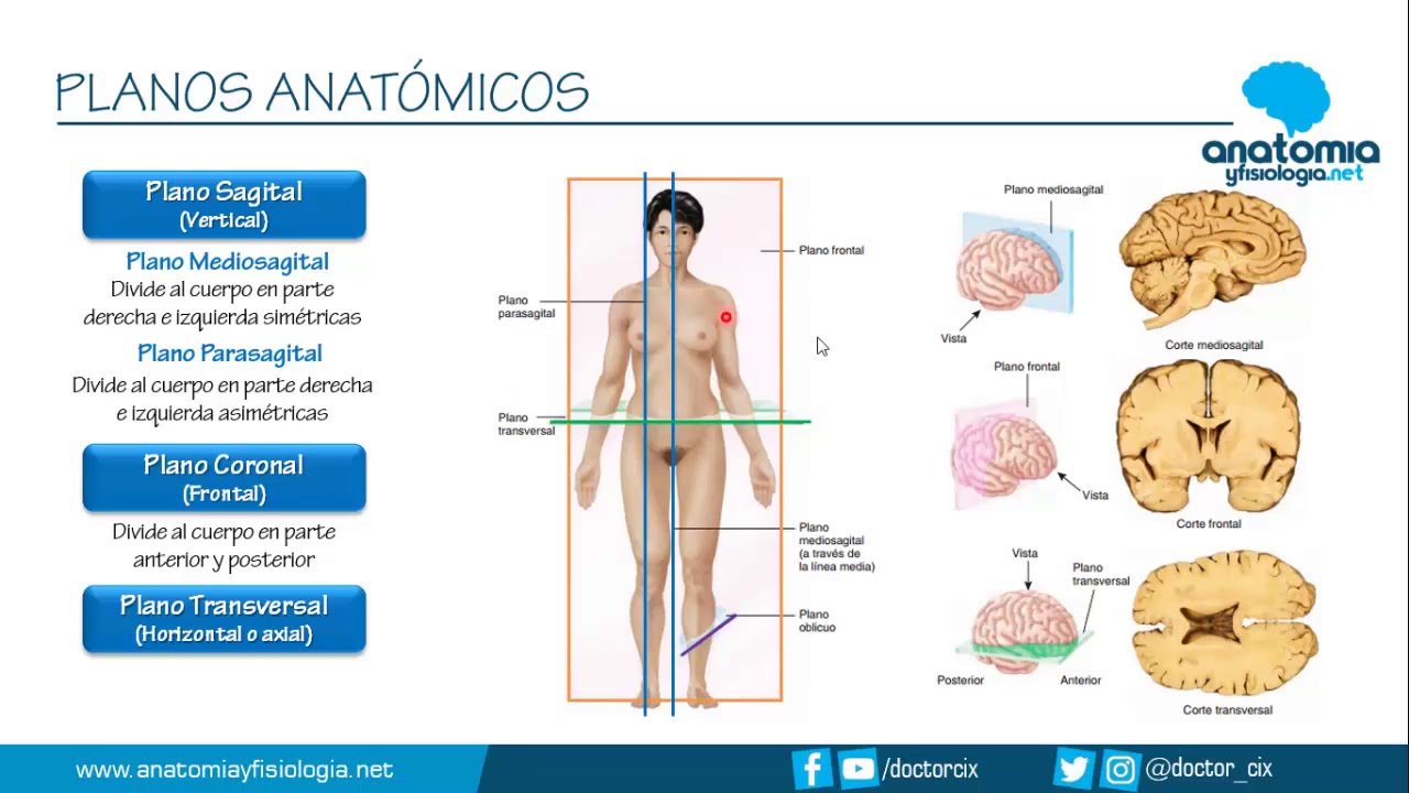 cuales son los cortes anatomicos basicos