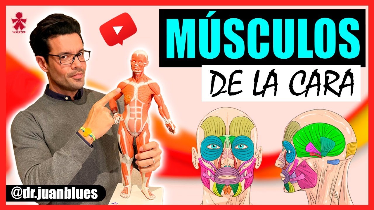 cuales son los musculos faciales