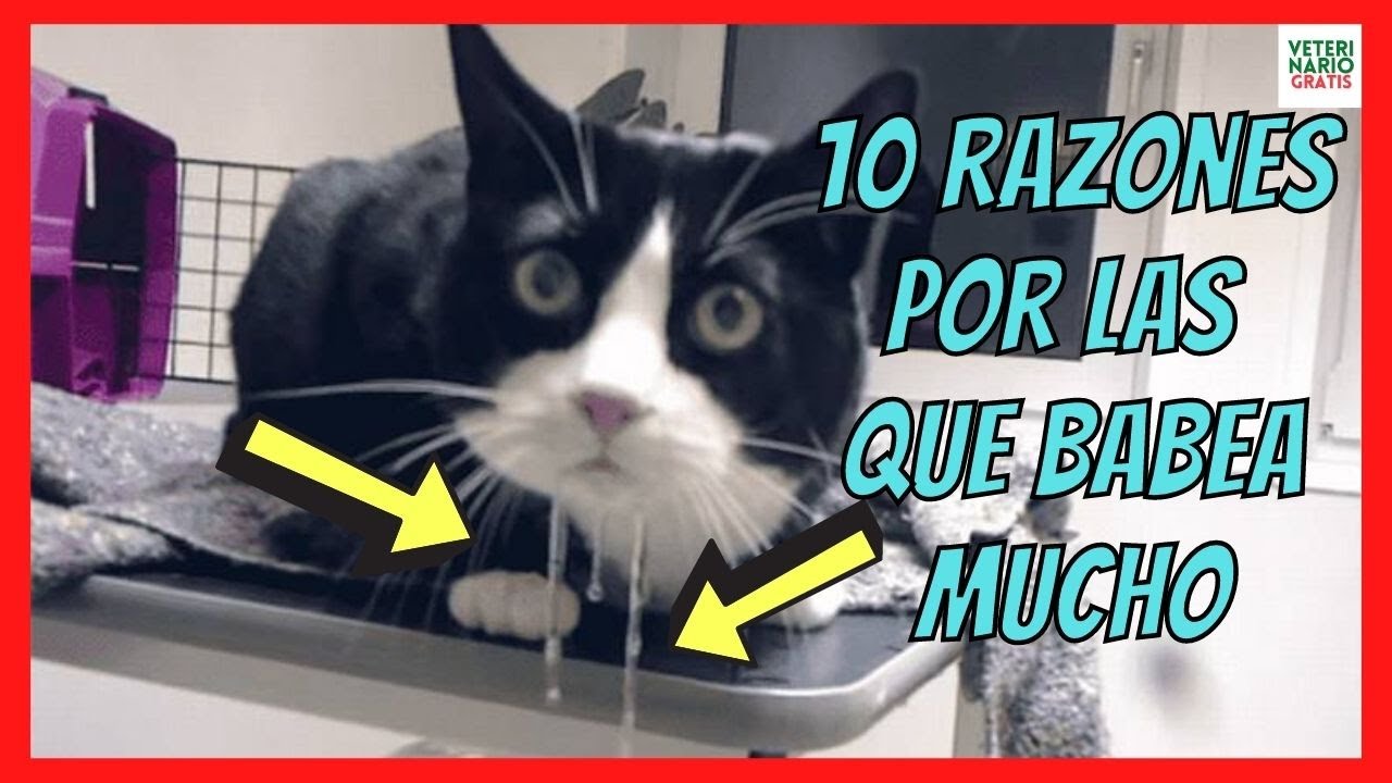 cuando un gato babea mucho que significa