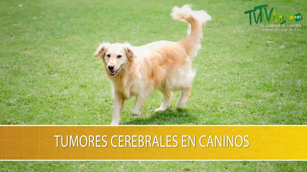 cuanto dura un perro con un tumor cerebral