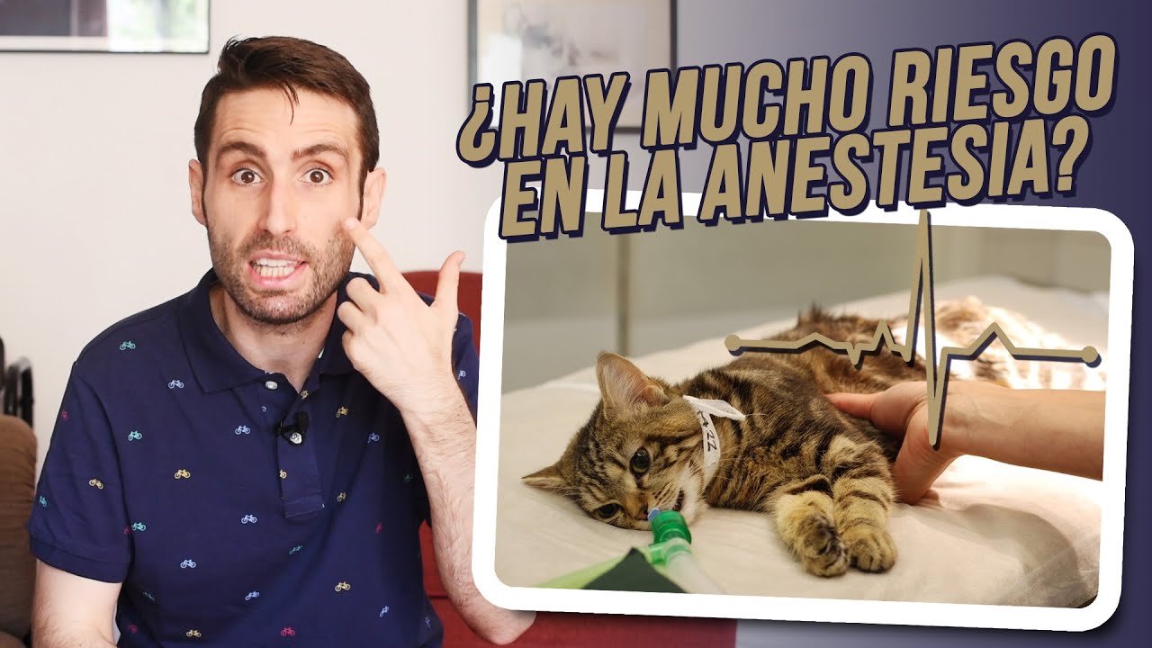 cuanto tarda una gata en despertar de la anestesia