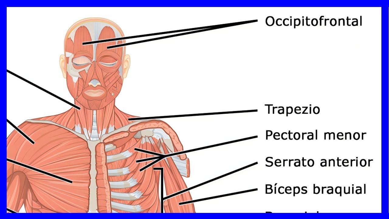 cuatro musculos del cuerpo humano