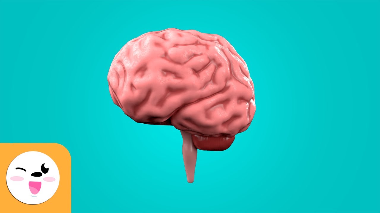 de que se encarga el cerebro